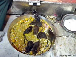 Rats enjoying Devi Prasada