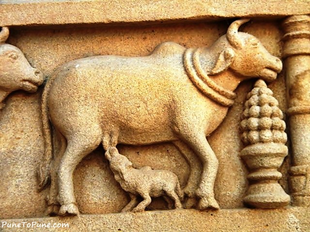 Cow feeding her calf