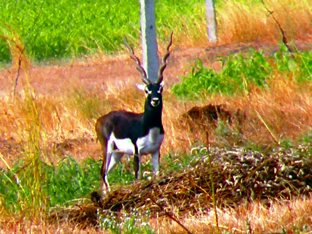Naygaon Mayur Wildlife Sanctuary (Beed)