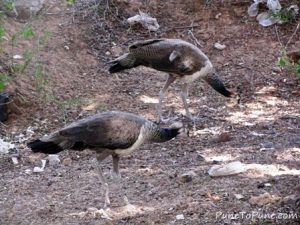 Peococks of Gujarat