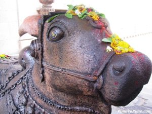 Nandi (the closeup)