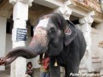 Temple Elephant’s Blessings