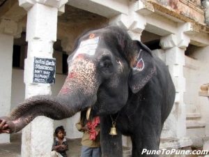 Temple Elephant’s Blessings